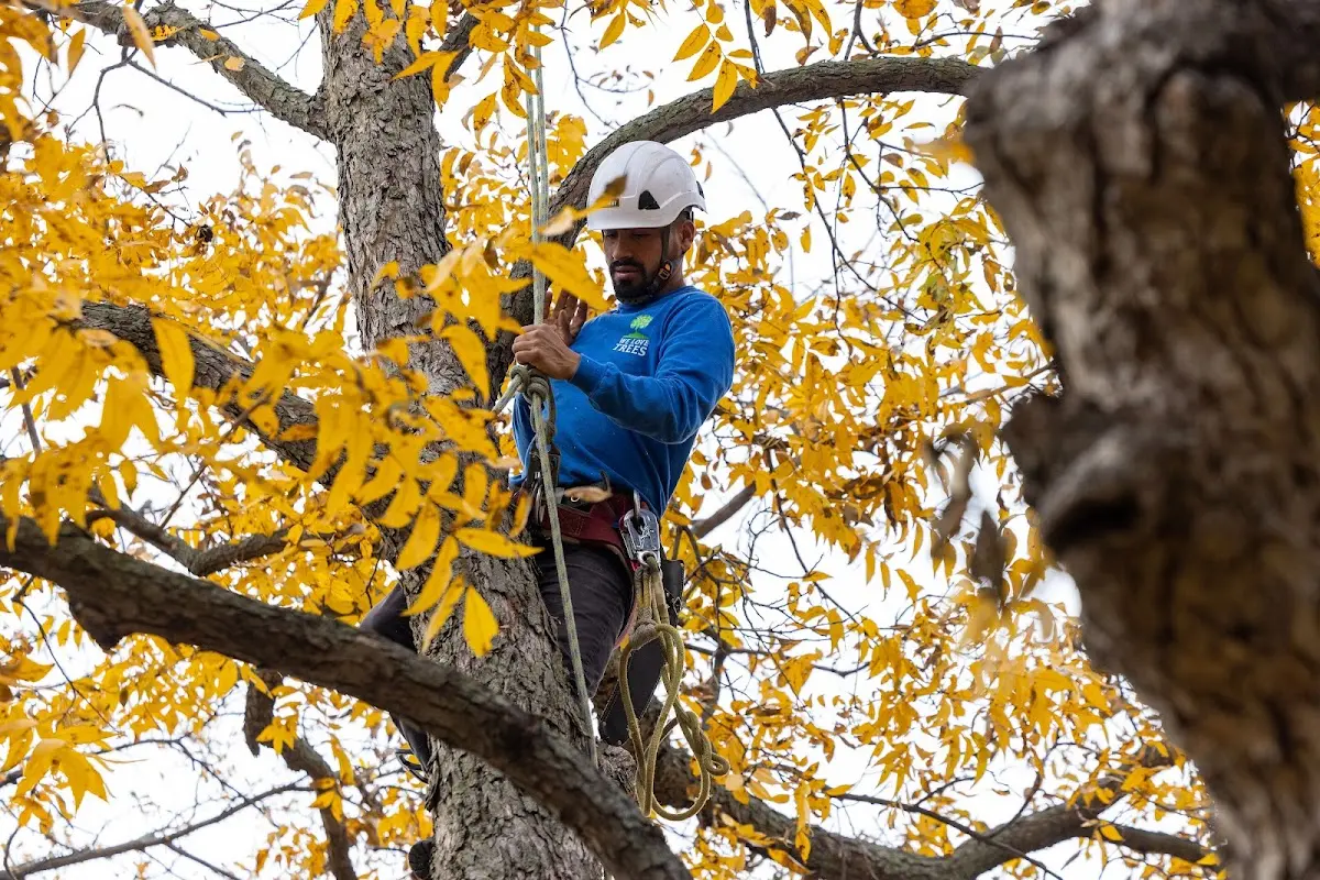 Skilled Storm Damage Cleanup crew working in Shabbona